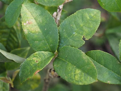 桂花介殼蟲|如何處理桂花的介殼蟲疾病？